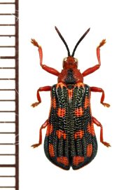 トゲハムシの一種　Metaxycera sp.　ペルー