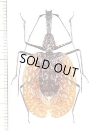 バイオリンムシの一種　 Mormolyce phyllodes borneensis　インドネシア（ボルネオ島）