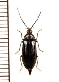 エダヒゲナガハナノミ　本州北部亜種（ムツエダヒゲナガハナノミ）　♀　青森県