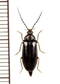 エダヒゲナガハナノミ　本州北部亜種（ムツエダヒゲナガハナノミ）　♀　青森県