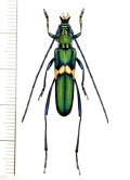 カミキリムシの一種　Polyzonus sp.　♀　 ベトナム南部