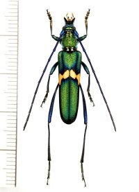 カミキリムシの一種　Polyzonus sp.　♀　 ベトナム南部