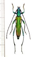カミキリムシの一種　Polyzonus sp.　♀　 ベトナム北東部