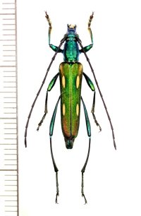 カミキリムシの一種　Polyzonus sp.　♀　 ベトナム北東部