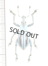 ホウセキゾウムシの一種　 Eupholus marielaurae　インドネシア（ニューギニア島）