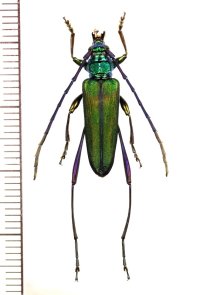 アオカミキリの一種　Callichromatini species　♀　 ベトナム北東部