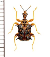 オトシブミの一種　Attelabidae species　 ベトナム南部