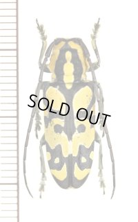 カミキリムシの一種　Tragocephala variegata　♀　マラウイ