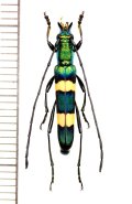 カミキリムシの一種　Polyzonus sp.　♂　 ベトナム南部