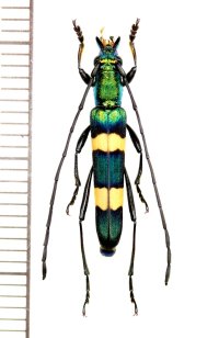 カミキリムシの一種　Polyzonus sp.　♂　 ベトナム南部