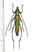 カミキリムシの一種　Polyzonus sp.　♀　 ベトナム北東部
