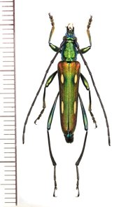 カミキリムシの一種　Polyzonus sp.　♀　 ベトナム北東部