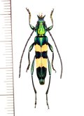 カミキリムシの一種　Polyzonus sp.　♀　 ベトナム南部