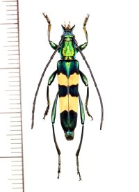 カミキリムシの一種　Polyzonus sp.　♀　 ベトナム南部