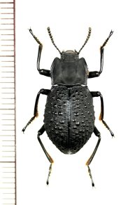 ゴミムシダマシの一種　Tenebrionidae species　ベトナム南部