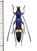 カミキリムシの一種　Polyzonus sp.　♀　 ベトナム南部