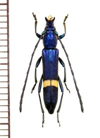 カミキリムシの一種　Polyzonus sp.　♀　 ベトナム南部