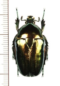 ツノカナブンの一種　Trigonophorinus riaulti　♀　ベトナム北東部