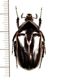 ツノカナブンの一種　Trigonophorinus riaulti　色変わり♂　ベトナム北東部