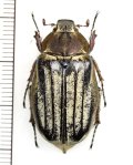 コフキコガネの一種　Melolonthinae species　♀　中国（四川省）