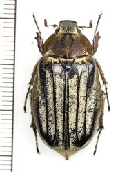 コフキコガネの一種　Melolonthinae species　♀　中国（四川省）