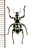 カタゾウムシの一種　Pachyrhynchus moniliferus chevrolati　♂　フィリピン(ボアク島)
