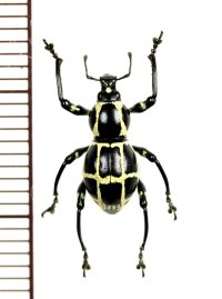 カタゾウムシの一種　Pachyrhynchus moniliferus chevrolati　♂　フィリピン(ボアク島)