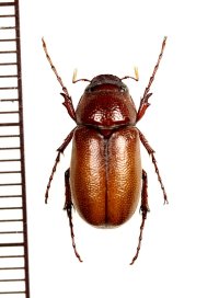 コフキコガネの一種　Melolonthinae species　インド