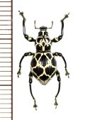 カタゾウムシの一種　Pachyrhynchus marinduquensis 　♀　 フィリピン(ボアク島)