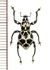 カタゾウムシの一種　Pachyrhynchus marinduquensis 　♀　 フィリピン(ボアク島)