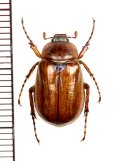 コフキコガネの一種　Melolonthinae species　ウズベキスタン