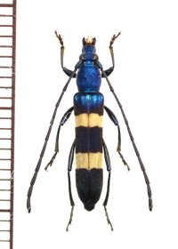 カミキリムシの一種　Polyzonus sp.　♀　タイ