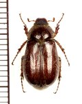 コフキコガネの一種　Melolonthinae species　ウズベキスタン