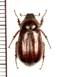 コフキコガネの一種　Melolonthinae species　ウズベキスタン