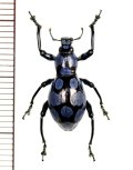 カタゾウムシの一種　Pachyrhynchus sanchezi 　♂   フィリピン(ルソン島)