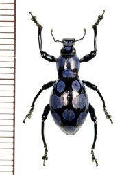 カタゾウムシの一種　Pachyrhynchus sanchezi 　♂   フィリピン(ルソン島)