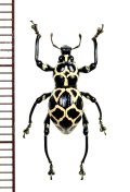 カタゾウムシの一種　Pachyrhynchus marinduquensis 　♂　 フィリピン(ボアク島)