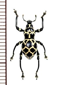 カタゾウムシの一種　Pachyrhynchus marinduquensis 　♂　 フィリピン(ボアク島)