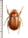 コフキコガネの一種　Melolonthinae species　ウズベキスタン