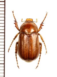 コフキコガネの一種　Melolonthinae species　ウズベキスタン