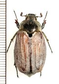 コフキコガネの一種　Melolontha nigripes　♀　ロシア