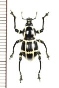 カタゾウムシの一種　Pachyrhynchus moniliferus chevrolati　♀　フィリピン(ボアク島)
