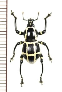 カタゾウムシの一種　Pachyrhynchus moniliferus chevrolati　♀　フィリピン(ボアク島)