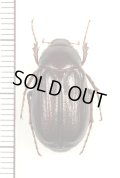 コフキコガネの一種　Melolonthinae species　中国（山西省）