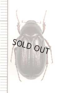 コフキコガネの一種　Melolonthinae species　中国（山西省）