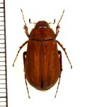 コフキコガネの一種　Melolonthinae species　中国（河北省）
