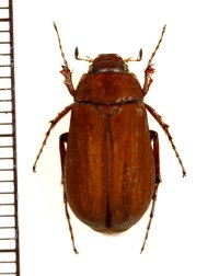 コフキコガネの一種　Melolonthinae species　中国（河北省）
