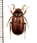 コフキコガネの一種　Melolonthinae species　中国（四川省）