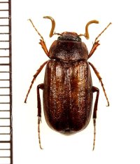 コフキコガネの一種　Melolonthinae species　中国（四川省）