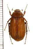 コフキコガネの一種　Melolonthinae species　中国（河北省）